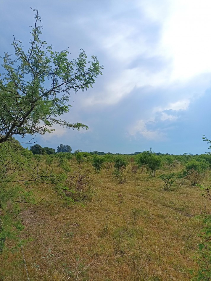 Campo de 40 Has ganaderas