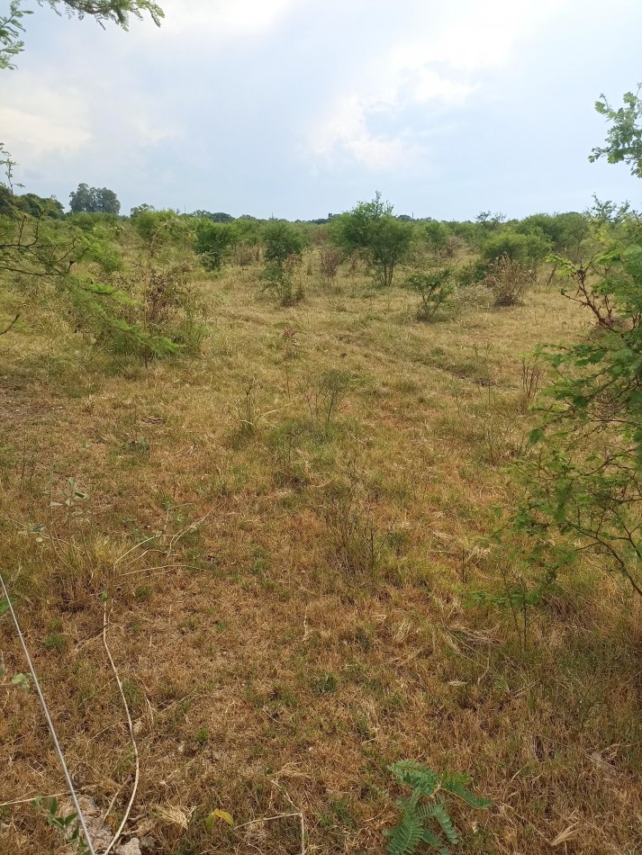 Campo de 40 Has ganaderas