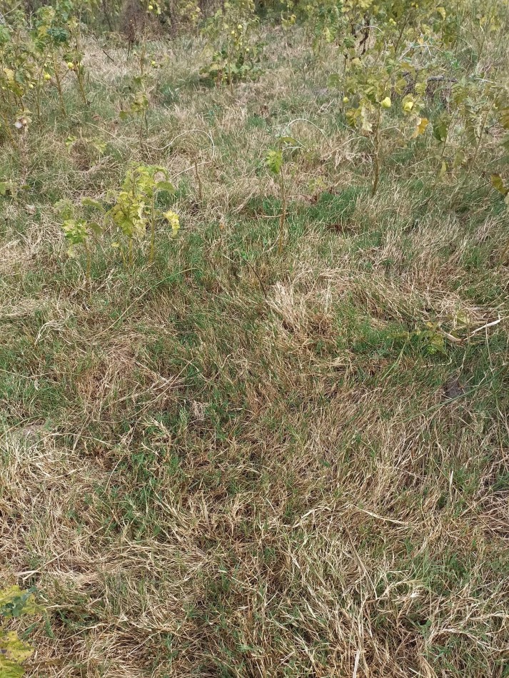 Campo de 40 Has ganaderas