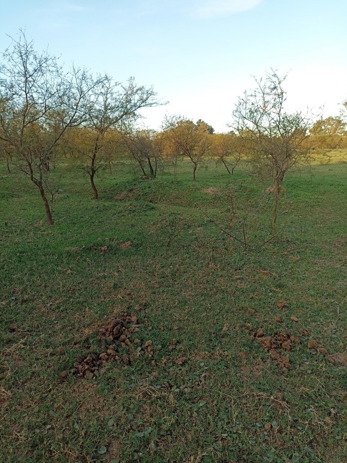 Campo en venta en Helvecia 