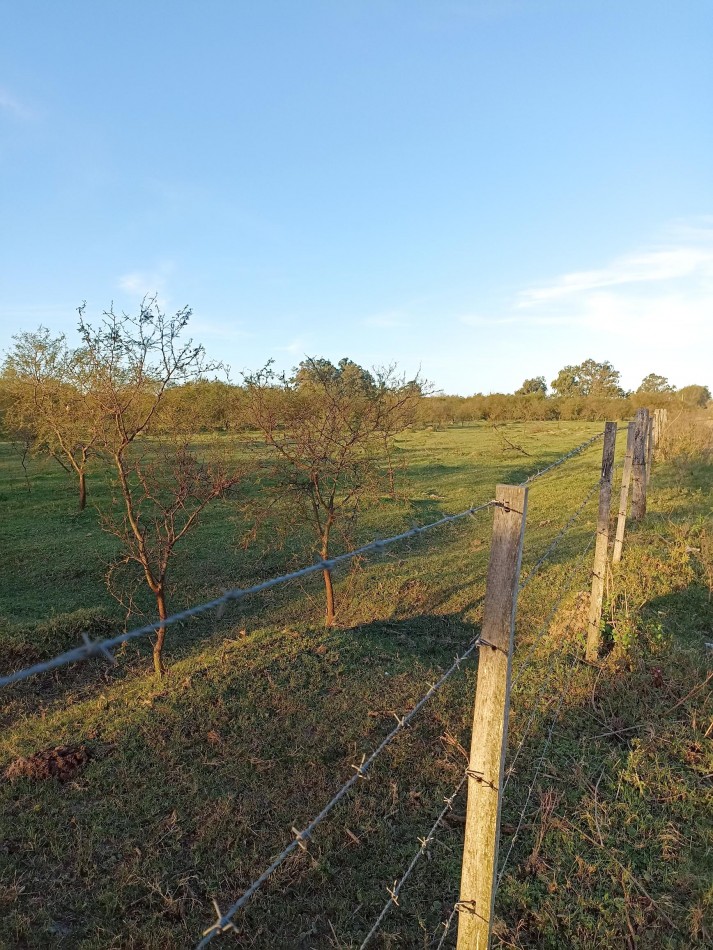Campo en venta en Helvecia 