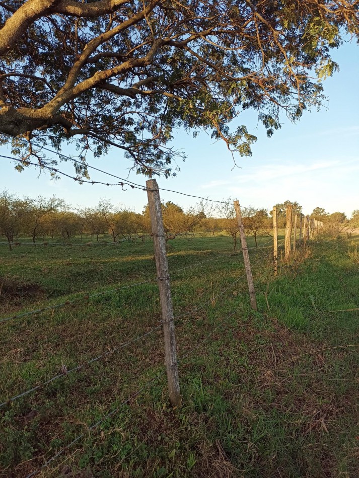 Campo en venta en Helvecia 