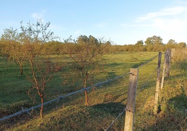 Campo en venta en Helvecia 